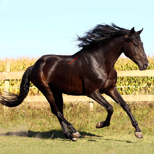 horse